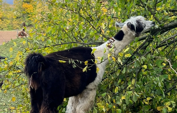 Lamas01