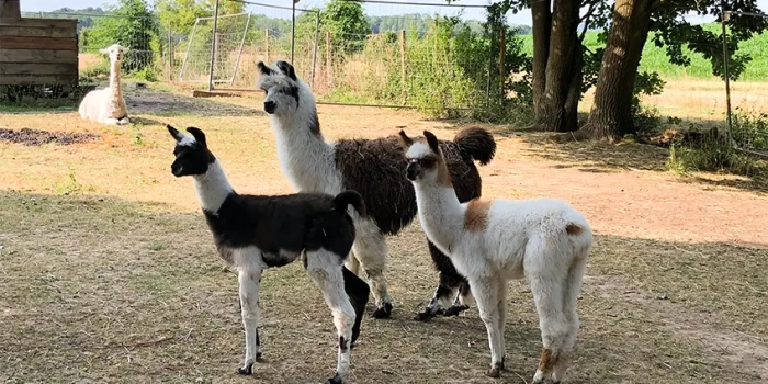 Lamas02