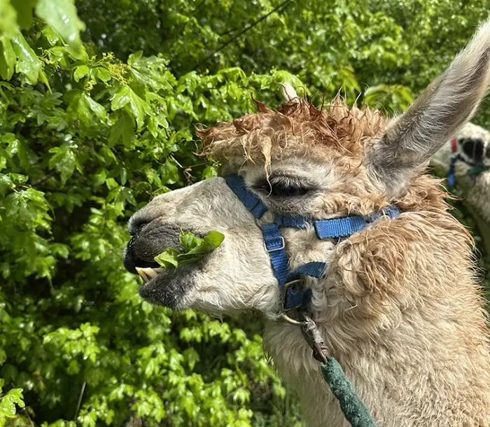 Lamas04.2