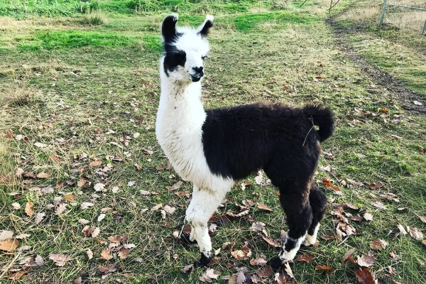Lamas05.2