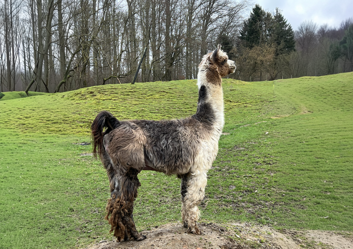 Lamas07.2
