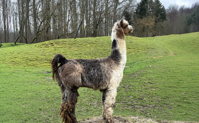 Lamas07.2
