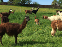 lamas-auf-der-weide-small